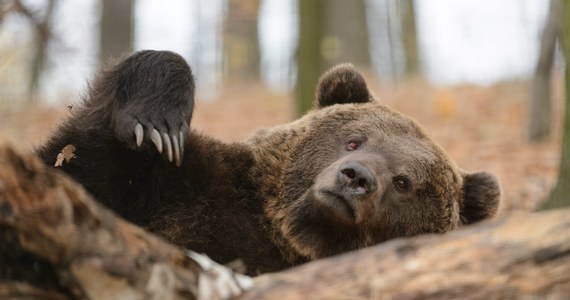 Mały niedźwiedź został zagryziony, a następnie pożarty przez niedźwiedzicę w Dolinie Bystrej w Tatrach. To pierwszy taki przypadek w Polsce. "Takie zachowanie mogło być podyktowane stresem" - uważa dyrektor krakowskiego zoo Józef Skotnicki. "Niedźwiedzica mogła również wiedzieć, że osobnik jest chory i w ten sposób dokonała naturalnej selekcji" - ocenia w rozmowie z "Dziennikiem Polskim".