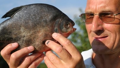 Piranie w kanalizacji: Ktoś chciał pozbyć się ryb