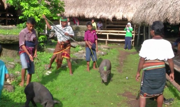 Pasola to krwawy rytuał od wieków kultywowany na indonezyjskiej wyspie Sumba. Aby oddać cześć bogom, mężczyźni z różnych plemion walczą ze sobą za pomocą dzid. Obecnie ma to charakter symboliczny, jednak w dawnych czasach, wojownicy walczyli tak długo, aż któryś z nich zginął. Dziś, zamiast ludzkiej krwi, w ofierze składana jest krew zwierząt. 