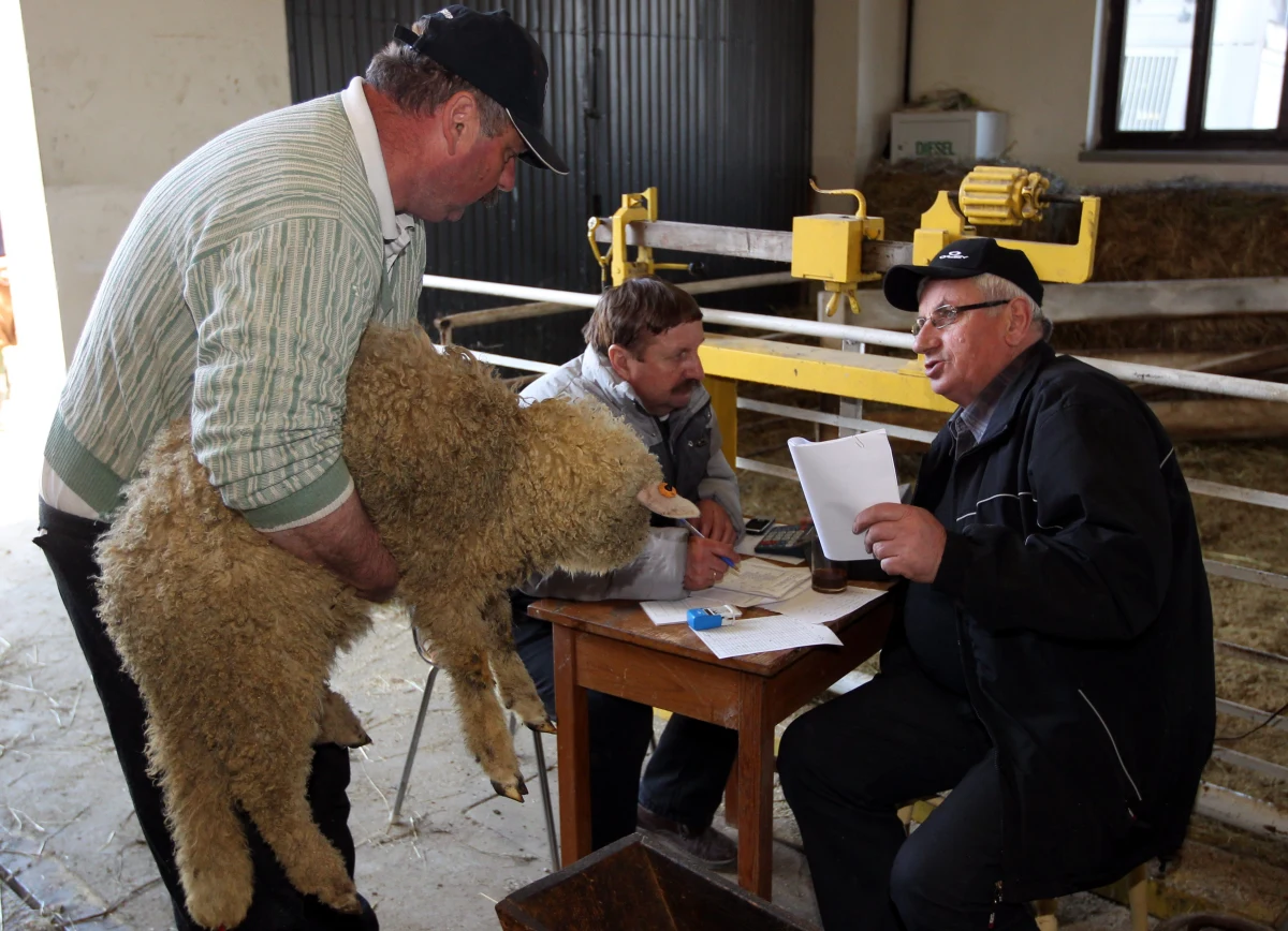 Obrońcy zwierząt we Włoszech znów apelują o zaprzestanie wielkanocnej rzezi jagniąt. Potrawy z jagnięciny są niemal obowiązkowym daniem na włoskich stołach w czasie Świąt Wielkanocnych. 