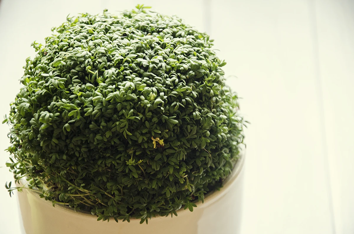 Symbol odradzającego się życia i sił witalnych. Zdrowa, smaczna, pięknie wyglądająca na świątecznym stole. Rzeżuchę możemy posiać w domu. Zróbmy to już dziś, a jeszcze zdąży wyrosnąć na Wielkanoc!