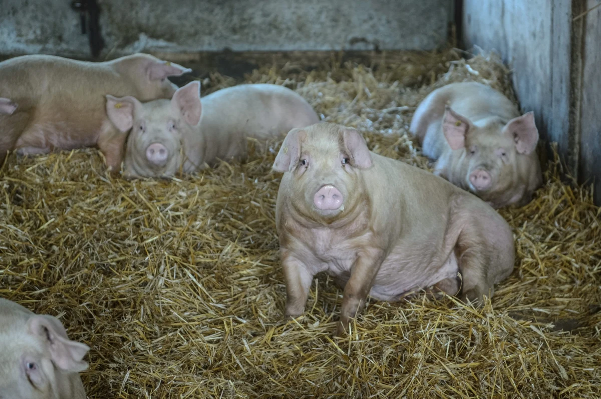 ​Ukraina nieprędko zniesie embargo na polską wieprzowinę - dowiedziała się brukselska korespondentka RMF FM Katarzyna Szymańska-Borginon. Nałożono je jeszcze za czasów obalonego prezydenta Wiktora Janukowycza w związku pojawieniem się w Polsce afrykańskiego pomoru świń. Rosja zagroziła władzom w Kijowie, że jeżeli zaczną wpuszczać polską wieprzowinę, to wstrzyma import tego mięsa z Ukrainy.