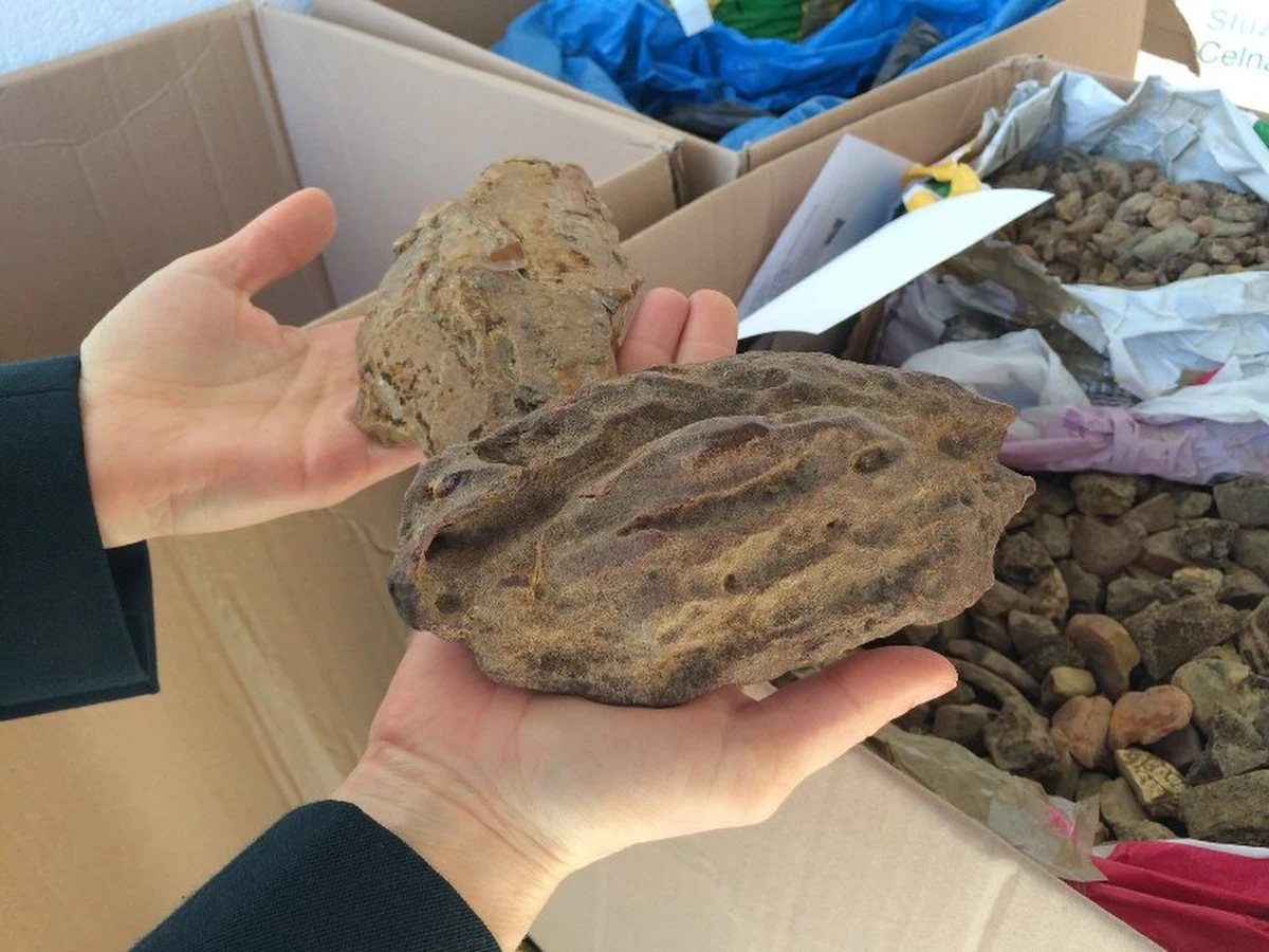 Izba Celna w Olsztynie sprzedaje największą w historii ilość zarekwirowanego bursztynu - 42,5 kilograma. Jego wartość jest szacowana na ponad 80 tysięcy złotych.