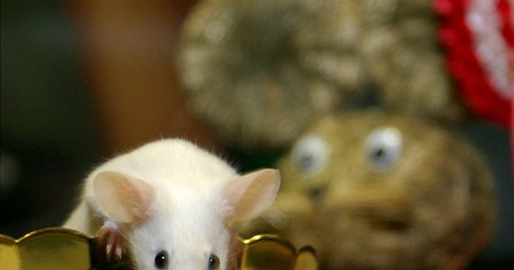 Część myszy, jeśli stworzy im się taką możliwość, pije alkohol częściej niż pozostałe - wykazali polscy naukowcy w eksperymencie. Badając mysie mózgi chcą odnaleźć procesy powodujące, że niektórzy ludzie są bardziej podatni na uzależnienie, a inni mniej.
