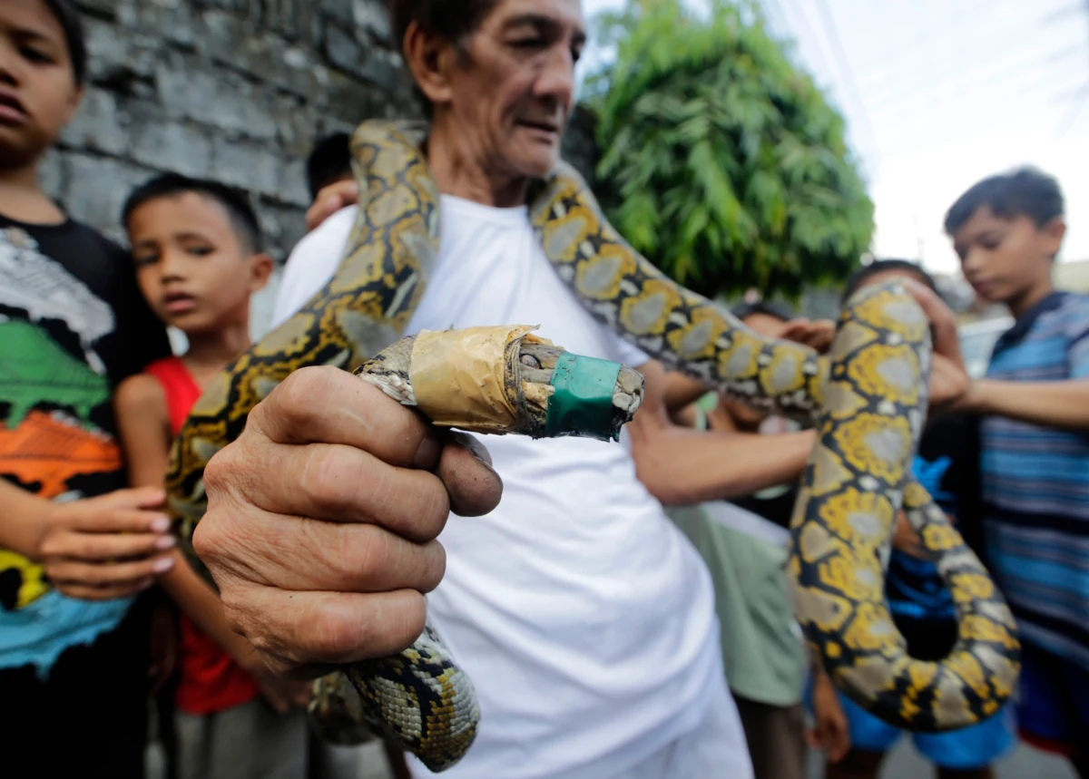 Mieszkaniec stolicy Filipin, Manili złapał w swoim domu gigantycznego pytona. Na szczęście wąż nie zdążył nikomu zrobić krzywdy. 