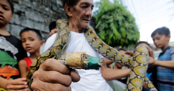 Mieszkaniec stolicy Filipin, Manili złapał w swoim domu gigantycznego pytona. Na szczęście wąż nie zdążył nikomu zrobić krzywdy. 