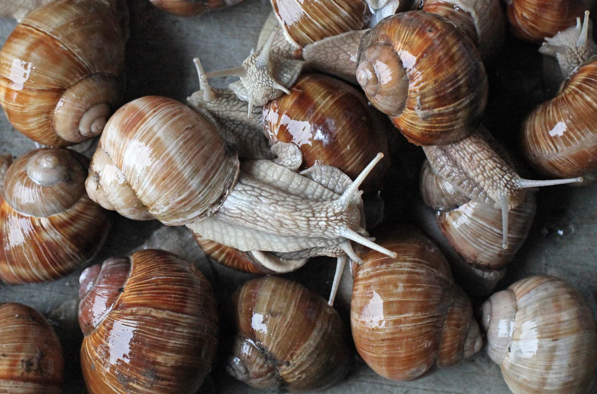 Producenci ślimaków hodowlanych rozwijają biznes i planują powrót ślimaków na krajowe stoły - donosi "Puls Biznesu". 