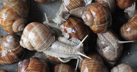 Producenci ślimaków hodowlanych rozwijają biznes i planują powrót ślimaków na krajowe stoły - donosi "Puls Biznesu". 