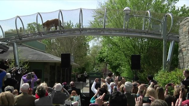 Odwiedzający zoo w Filadelfii mogą lepiej przyjrzeć się dzikim kotom. Otwarto tam bowiem nowy korytarz, który pozwala spacerować lwom i tygrysom tuż nad… głowami ludzi. 


Tego typu wybieg to korzyść dla wszystkich – zwierzętom dostarcza nowych wrażeń i bodźców, a odwiedzającym zoo – możliwość spotkania tychże zwierząt w nieoczekiwanych miejscach. 


Projekt kosztował ponad 2 mln dolarów. Pieniądze pochodziły z funduszy państwowych i prywatnych.


W ostatnich latach otwarto podobny szlak dla małych ssaków naczelnych i dla orangutanów.
