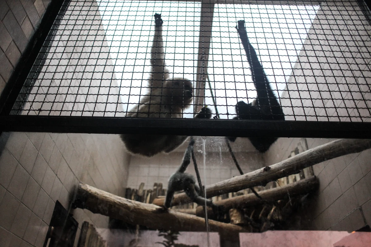 Związek dyrektorów niemieckich ogrodów zoologicznych odrzucił inicjatywę obrońców praw zwierząt, którzy domagają się przyznania "praw podstawowych" małpom człekokształtnym.