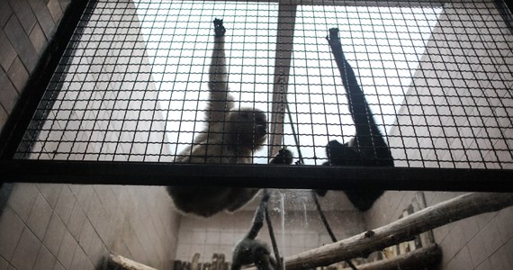 Związek dyrektorów niemieckich ogrodów zoologicznych odrzucił inicjatywę obrońców praw zwierząt, którzy domagają się przyznania "praw podstawowych" małpom człekokształtnym.