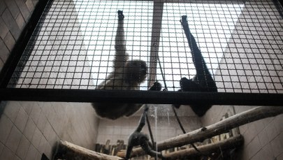 ​Niemieckie małpy bez prawa do wolności, życia i nietykalności 