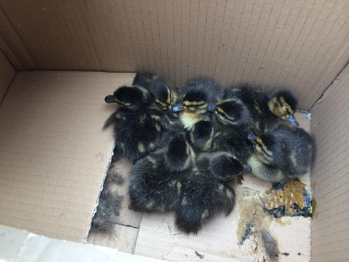 Z poddasza kościoła świętej Trójcy w Gdańsku eksmitowano właśnie... kaczkę dziwaczkę. Dziki ptak zajął tam gniazdo od lat używane przez sokoły pustułki i złożył jaja. W nocy wykluły się z nich pisklęta.