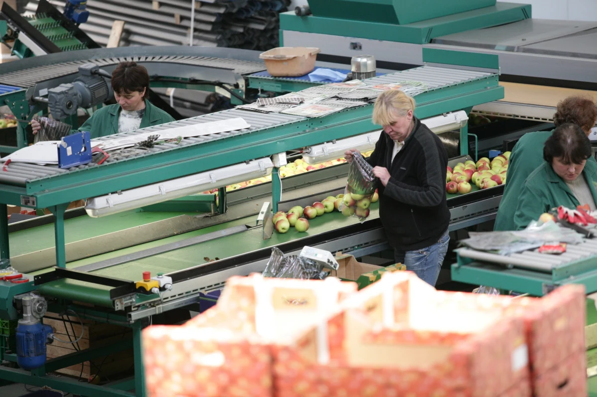 Przez polskich biurokratów zagrożonych jest 40 tysięcy miejsc pracy - alarmuje Unia Owocowa. Stowarzyszenie Polskich Dystrybutorów Owoców i Warzyw żąda rozmów z resortem rolnictwa. 