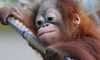 Opuszczone przez matkę orangutanki będą żyły na wolności  