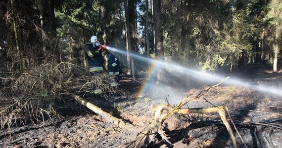Ostatnie ciepłe i słoneczne dni sprawiły, że rośnie zagrożenie pożarowe w lasach. Już teraz trzeci, najwyższy stopień wprowadzono m.in. na Warmii i Mazurach. Strażacy apelują o rozwagę.