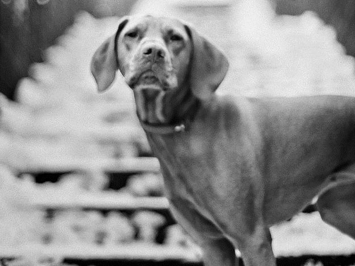 Na brytyjskim rynku pojawiła się specjalna herbata dla psów. Jej producent - firma Woof & Brew - zapewnia, że wpływa ona korzystnie na sierść i usuwa nieprzyjemny zapach z pyska. 