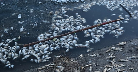 Nawet kilka lat może potrwać odbudowa ekosystemu w jeziorze Druzno w powiecie elbląskim. Z wody wyłowiono blisko dwie tony śniętych ryb. Na razie nie wiadomo, co dokładnie skaziło rzekę i jezioro. 