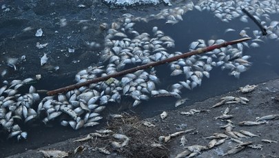 „Katastrofa ekologiczna”. 2 tony śniętych ryb 