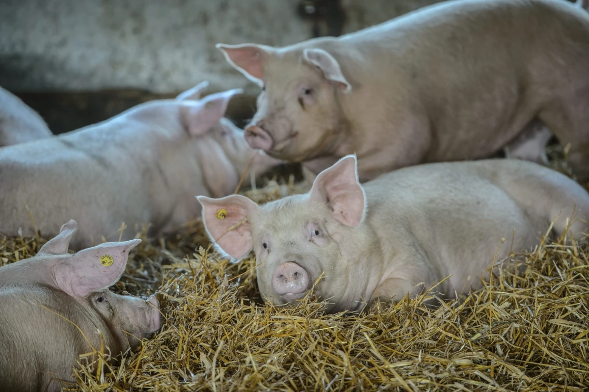 Kijów - mimo wcześniejszych zapowiedzi - nie zniósł embarga na polską wieprzowinę. Ukraina wprowadziła zakazała importu tego mięsa 17 lutego - natychmiast po wykryciu w Polsce wirusa afrykańskiego pomoru świń u dwóch dzików. Nie wstrzymała jednak handlu z Rosją czy Białorusią, gdzie ASF występuje u świń.