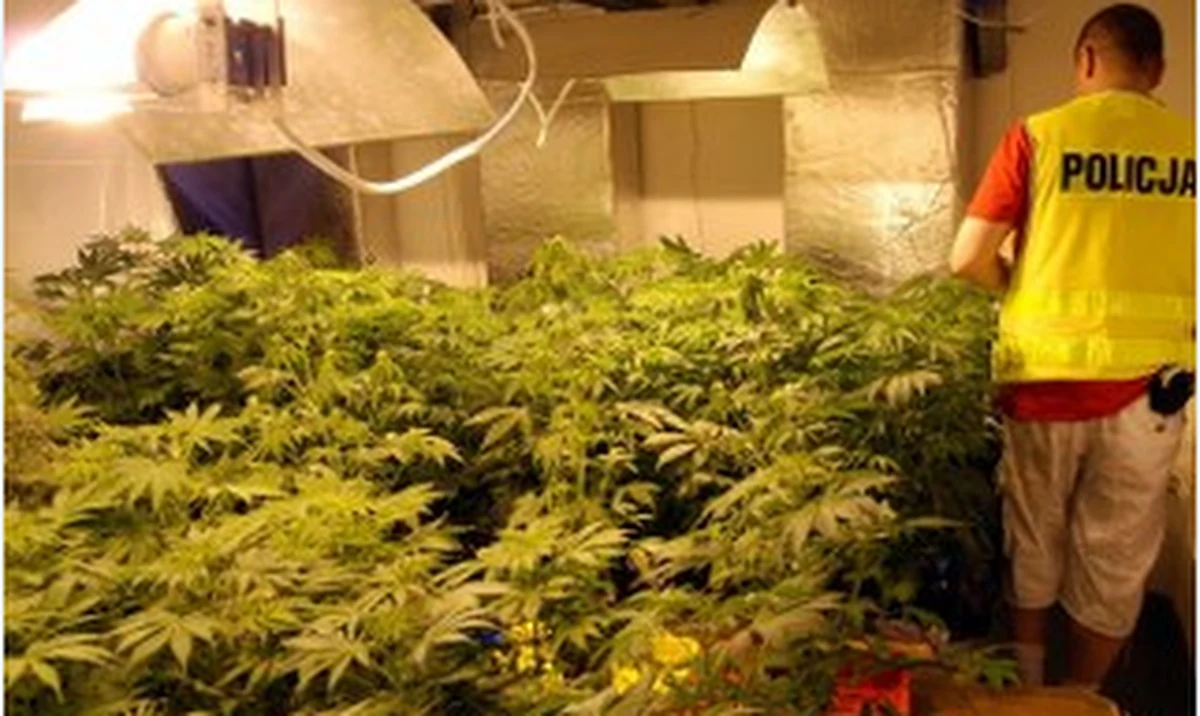 Warszawscy policjanci zlikwidowali na terenie powiatu sochaczewskiego plantację konopi. W lokalu będącym rzekomo biurem rachunkowym klienci kupowali narkotyki. Policja zatrzymała 6 osób. Wszystko wskazuje na to, że był to biznes rodzinny. 