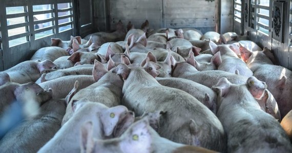 Rosyjska Federalna Służba Nadzoru Weterynaryjnego i Fitosanitarnego (Rossielchoznadzor) poinformowała, że wprowadza tymczasowy zakaz wwozu żywych świń z USA w obawie przed epidemiczną biegunką świń.