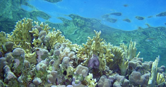 Rząd Portugalii nakazał rybakom informować władze o połowie korali i gąbek na wodach terytorialnych kraju i uwalniać złowione okazy. Nowe przepisy mają na celu zapewnienie lepszej ochrony morskim stworzeniom. 
