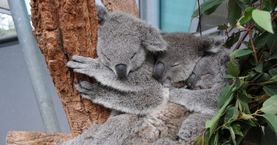 Pracownicy zoo Taronga w Sydney uchwycili aparatem fotograficznym śpiące w uścisku małe koale. Na ten widok uśmiech sam ciśnie się na usta. 