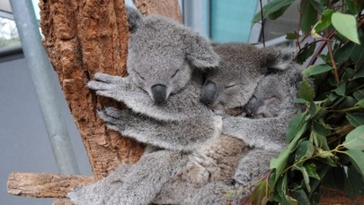 Misie koala w sennym uścisku