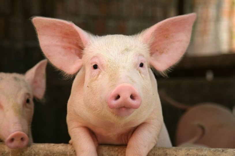 Chińskim naukowcom udało się wyhodować w zarodkach świń nerki zawierające komórki ludzkie. To pierwsze tego typu osiągnięcie, które pewnego dnia może pomóc w rozwiązaniu problemu niedoborów dawców narządów.
