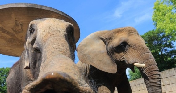 Ponad 20 tys. słoni zginęło w ubiegłym roku w Afryce z rąk kłusowników polujących na kość słoniową. Informację przekazał sekretariat Konwencji o międzynarodowym handlu dzikimi zwierzętami i roślinami obejmującej gatunki zagrożone wyginięciem (CITES). 
