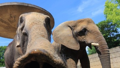 Ponad 20 tys. słoni zabito w Afryce w 2013 roku