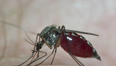 Komary - skuteczne jak pocisk naprowadzany termicznie