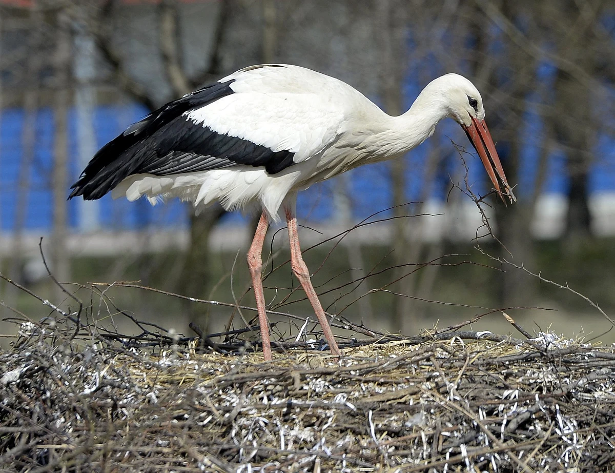 W bocianim gospodarstwie w warmińsko-mazurskim Żywkowie z sukcesem przeprowadzono pierwszą w Polsce adopcję bocianów. Polegała na tym, że do gniazda dorosłej pary, którym zginęły młode, podrzucono inne pisklęta. Dorosłe ptaki zaakceptowały młode i teraz się o nie troszczą. 