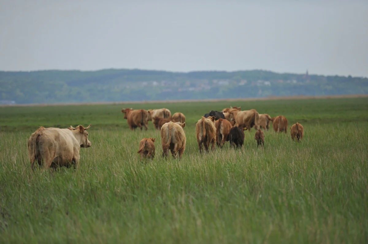 Rosja wprowadziła embargo na tzw. drobne mięso wołowe z terenu całej Unii Europejskiej. Zakaz - zgodnie z pismem, które rosyjskie służby weterynaryjne wysłały do państw Wspólnoty - obowiązuje od zeszłego piątku. 