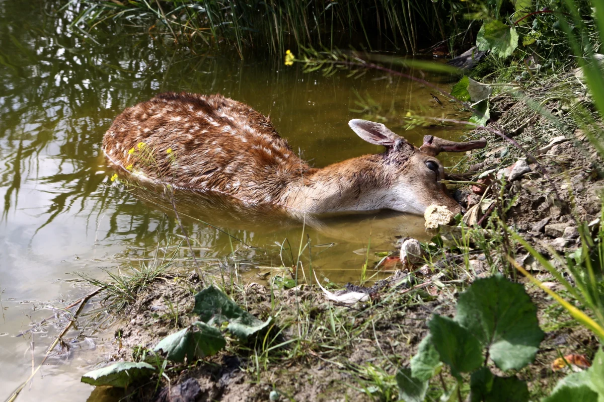 Policjanci i powiatowy inspektor weterynarii wyjaśniają, co było przyczyną śmierci trzech danieli w okolicach ul. Warzywnej w Częstochowie. Dwa daniele zostały znalezione martwe w ubiegłym tygodniu, trzeci dziś. 