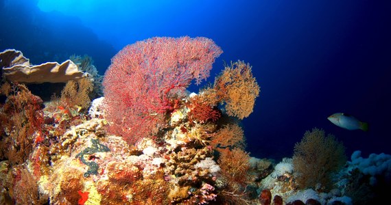 Rafy koralowe wokół Karaibów są poważnie zagrożone i mogą zniknąć w ciągu najbliższych 20 lat. Wśród głównych powodów wymienia się wzrost ludności i spadek populacji jeżowców oraz niektórych gatunków ryb.