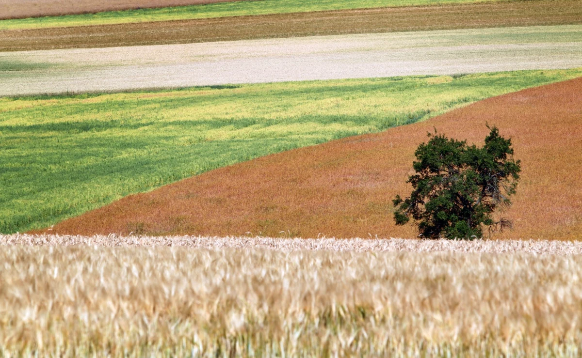 Weekend będzie gorący. Na termometrach zobaczymy nawet 30 stopni Celsjusza. Będzie też grzmiało, lokalnie może spaść grad. Początek przyszłego tygodnia nadal będzie upalny. We wtorek na zachodzie kraju nastąpi załamanie pogody. Synoptycy ostrzegają przed bardzo intensywnymi opadami deszczu.
