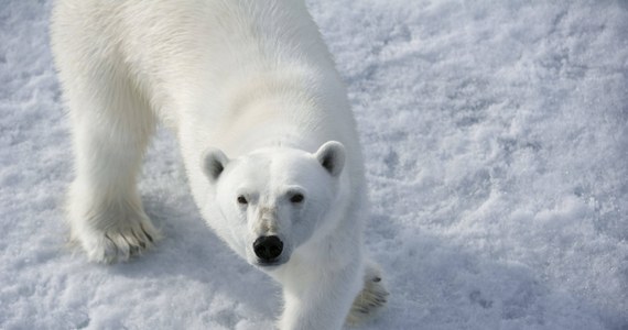 Horatio Chapple, 17-letni chłopiec z Salisbury, zmarł podczas ekspedycji do Svalbard w Norwegii w 2011 roku, zorganizowanej przez British Schools Exploring Society. Niedźwiedź wdarł się na teren obozowiska, wyciągnął nastolatka z namiotu i śmiertelnie pokiereszował. Sprawa wyszła na jaw dopiero dziś, w związku z toczącym się śledztwem. 