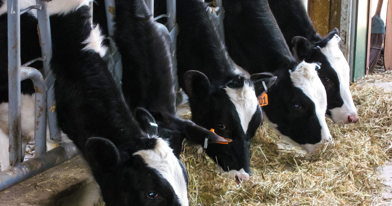 W Chorwacji wykryto ogniska wąglika. Kilkadziesiąt osób na obserwacji