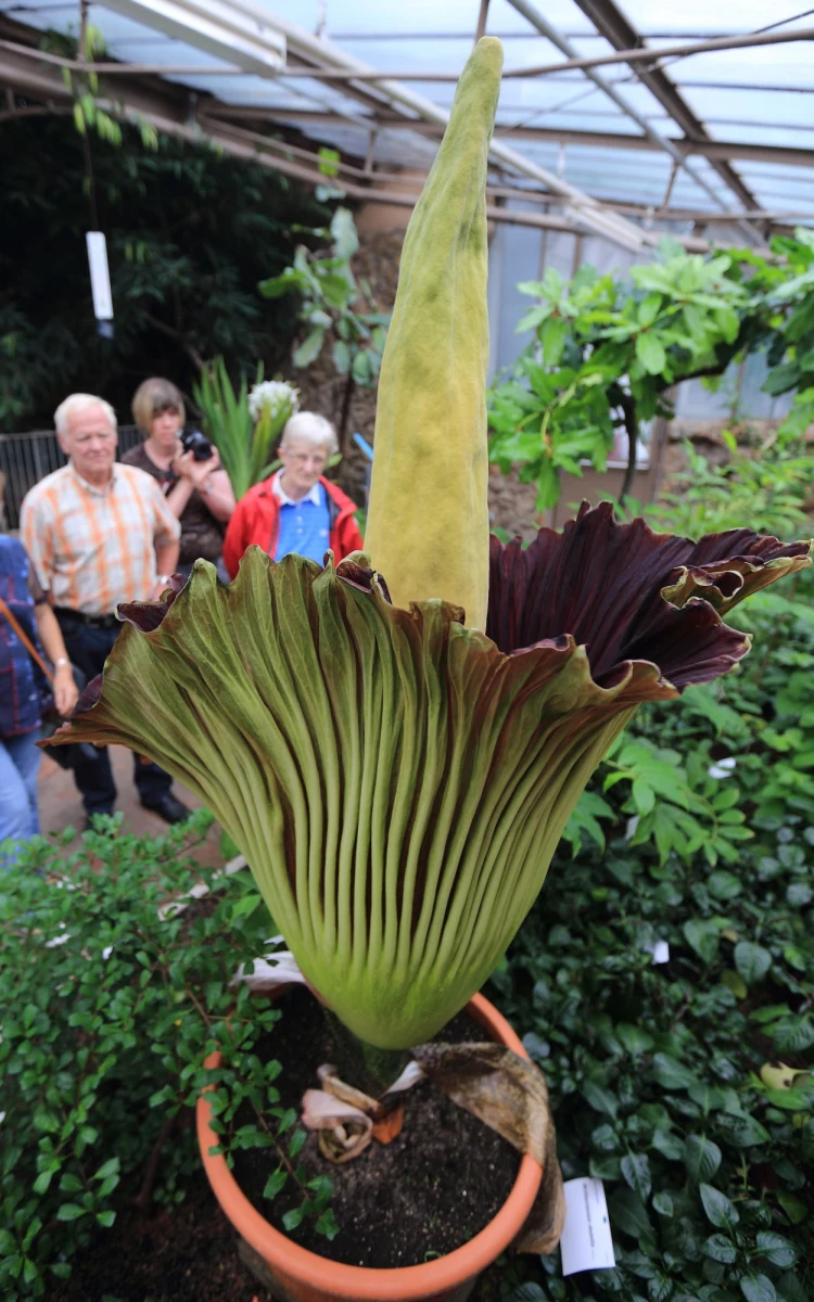 W ogrodzie botanicznym w Magdeburgu w Niemczech zakwitł największy kwiat świata - amorphophallus titanum, w języku polskim znany jako dziwidło olbrzymie.