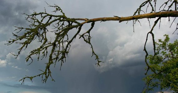 Pogodnie tylko na północy kraju, poza tym na ogół pochmurno, deszczowo i burzowo - takie są prognozy na piątek. Synoptycy ostrzegają, że opady lokalnie, głównie w regionach południowych, mogą być obfite, a burze miejscami gwałtowne. W sobotę aura ma się nieco uspokoić. Wyładowania atmosferyczne wystąpią głównie na Podlasiu, Podkarpaciu oraz Lubelszczyźnie. Prognozy na niedzielę są optymistyczne. Słońca nigdzie nie zabraknie, a padać i grzmieć raczej nie powinno. Na termometrach maksymalnie do 25 st. C.