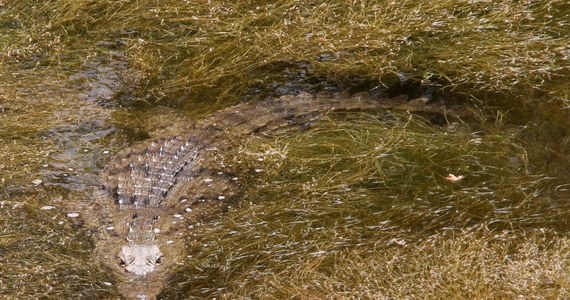 Dwa krokodyle stały się sensacją na Krecie. Zostały zauważone w zeszłym tygodniu w pobliżu sztucznego jeziora na południe od Rethymnonu. Po tym, jak napisała o tym grecka prasa, tłumy turystów chcą sfotografować krokodyle na wolności. 