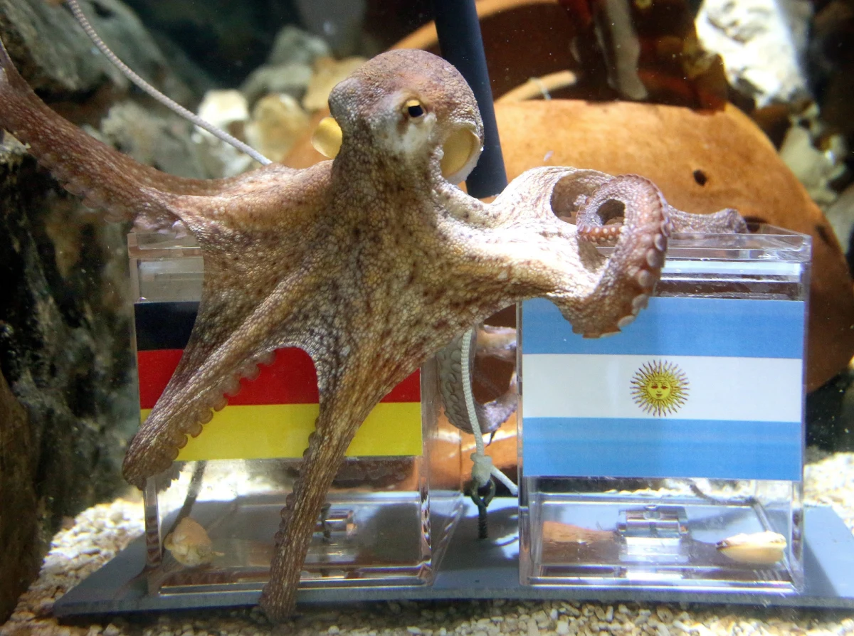 Piłkarski mundial w Brazylii jest już na ostatniej prostej. W sobotę o trzecie miejsce zagrają gospodarze z Holandią, a dzień później w wielkim finale Niemcy zmierzą się z Argentyną. W piątek zdecydowano, że mecz o tytuł poprowadzi Włoch Nicola Rizzoli. 