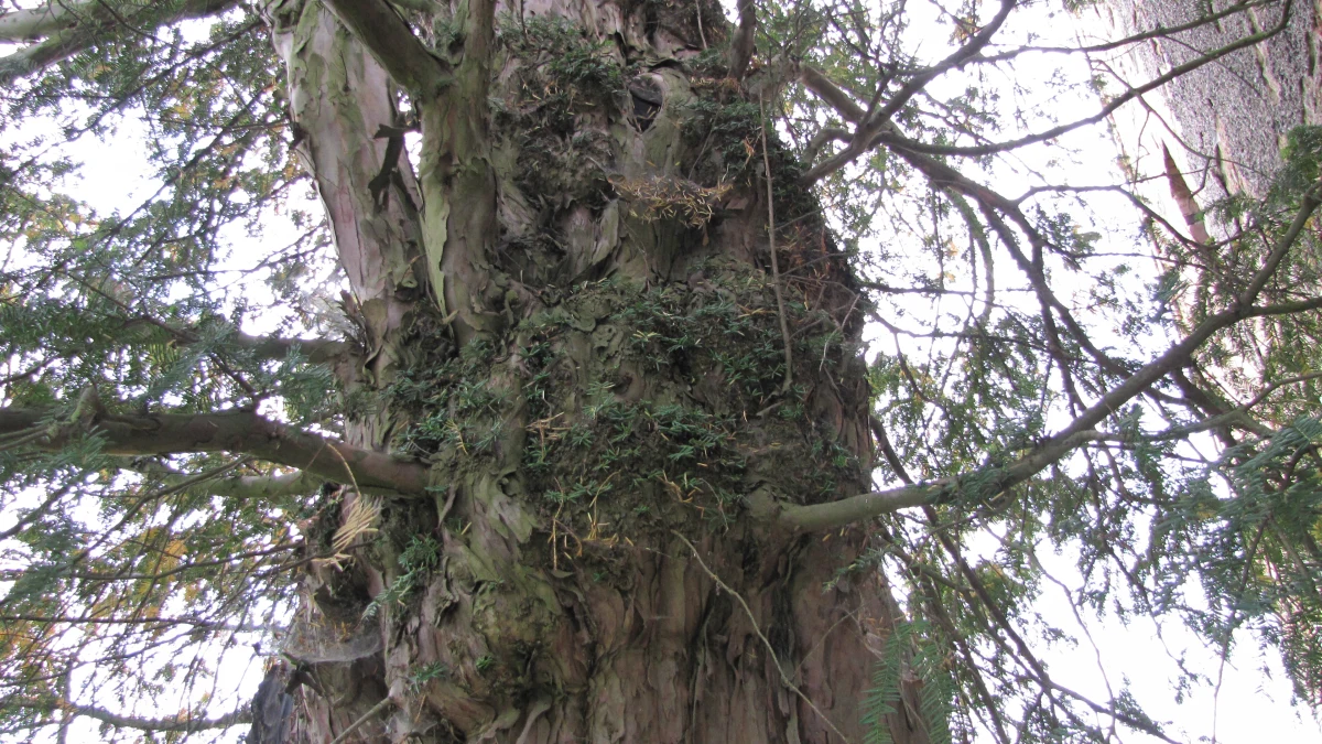 Drzewo, które pamięta początki państwa polskiego rośnie w niewielkiej wsi na Dolnym Śląsku. "To nasza duma" – przyznają mieszkańcy Henrykowa Lubańskiego koło Lubania. Stojący na zachodnim krańcu wsi Cis Henrykowski ma, w zależności od źródeł, od 1250 do nawet 1500 lat.