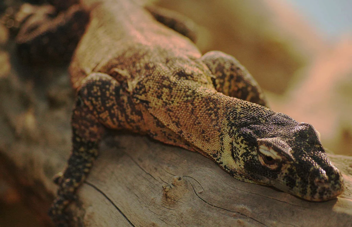 Niezwykle odkrycie francuskich naukowców! Ślina największych na świecie jaszczurek – waranów z Komodo – może być według nich bardziej skuteczna niż morfina. Zawiera bowiem silną substancję znieczulającą.