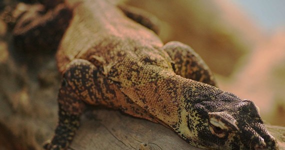 Niezwykle odkrycie francuskich naukowców! Ślina największych na świecie jaszczurek – waranów z Komodo – może być według nich bardziej skuteczna niż morfina. Zawiera bowiem silną substancję znieczulającą.