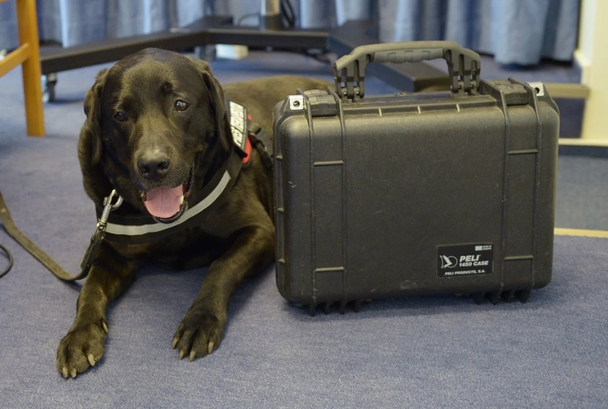 Walizkę, którą funkcjonariusze ABW zostawili w redakcji "Wprost", otrzymała od Agencji Fundacja "Szarik" zajmująca się pomocą funkcjonariuszom z zespołem stresu pourazowego. Fundacja chce ją zlicytować, a pieniądze przeznaczyć na dogoterapię. 