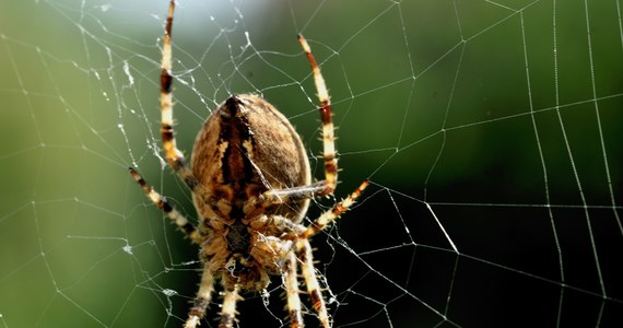 Pewien mieszkaniec amerykańskiego Seattle tak przestraszył się pająka, że postanowił go zabić… miotaczem ognia. I spowodował pożar w swym domu, gdy z miotaczem ognia w ręku polował na pająka - poinformowała lokalna stacja telewizyjna.   