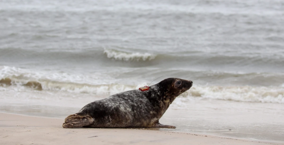 Co Bałtyk może wyrzucić na brzeg? "Niemalże wszystko" - mówią oceanolodzy, którzy dodają w rozmowie z RMF FM, że często sami są zaskoczeni. W naszym wakacyjnym cyklu "Morze bez tajemnic" przypominamy najbardziej spektakularne bałtyckie znaleziska. 
